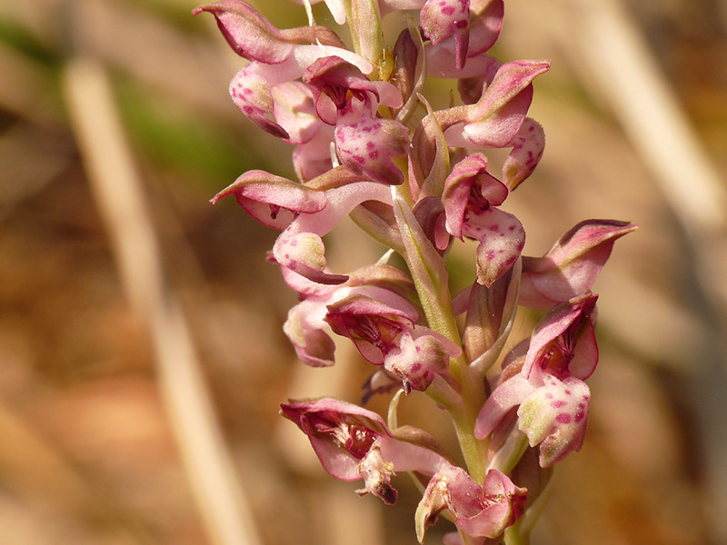 Orchis coriophora